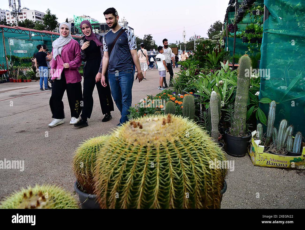 Damaskus, Syrien. Juni 2024. Besucher besuchen eine Blumenausstellung im Tishreen Park in Damaskus, Syrien, 27. Juni 2024. Die Ausstellung zeigt lokale und internationale Unternehmen, die auf Blumen, Zierpflanzen, Heilpflanzen und Aromapflanzen sowie Gartenbedarf spezialisiert sind. Quelle: Ammar Safarjalani/Xinhua/Alamy Live News Stockfoto