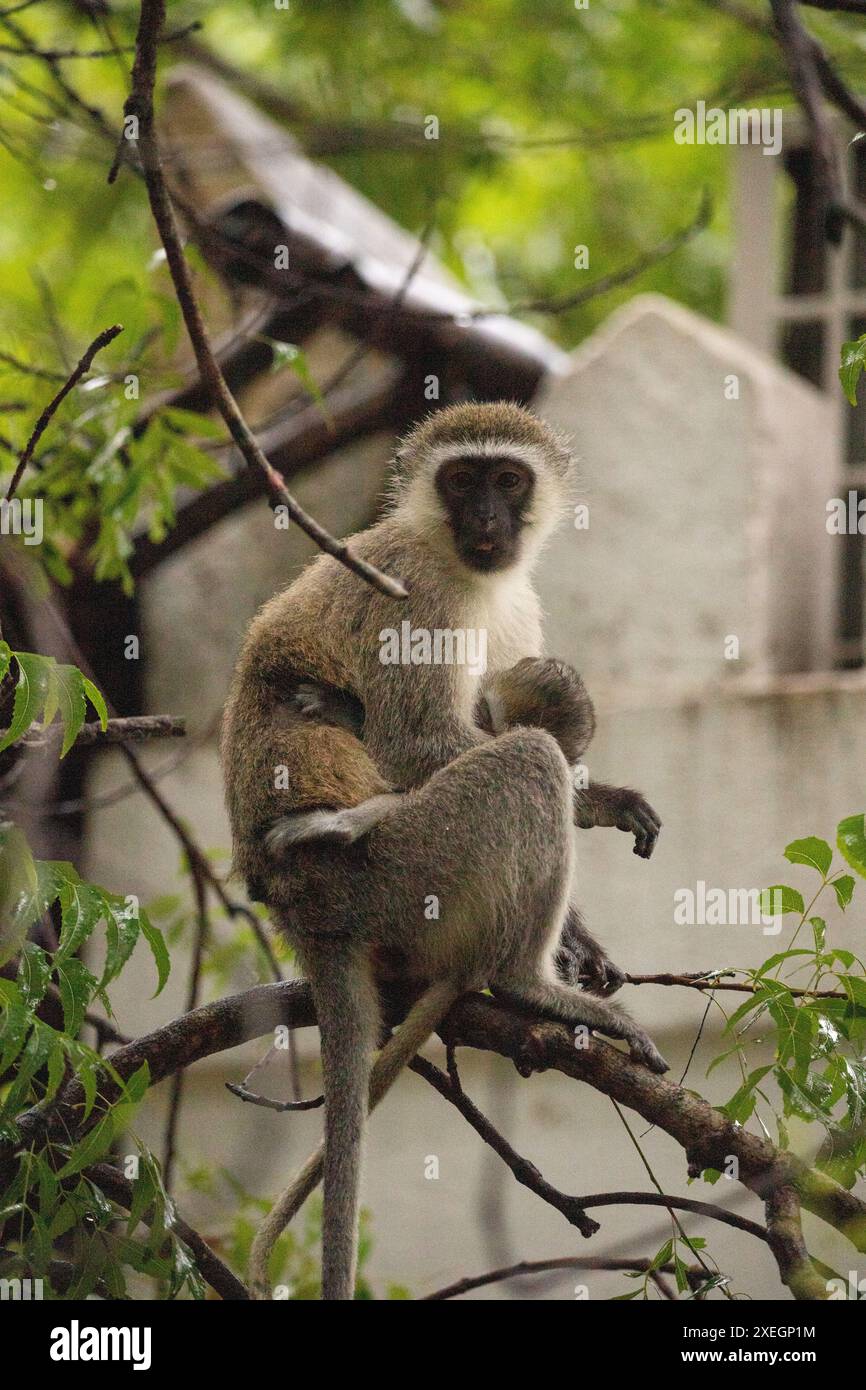 Affenbande in Kenia, Afrika. Affen, eine Safari-Lodge. Regen, Makaken-Affen Stockfoto