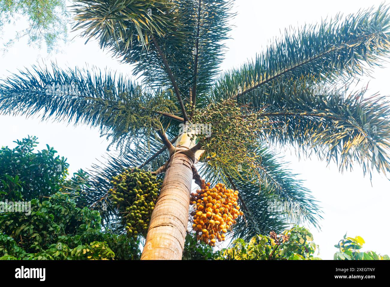 Niedriger Blickwinkel mit grünen und gelben Palmenfrüchten mit Blätter. Stockfoto