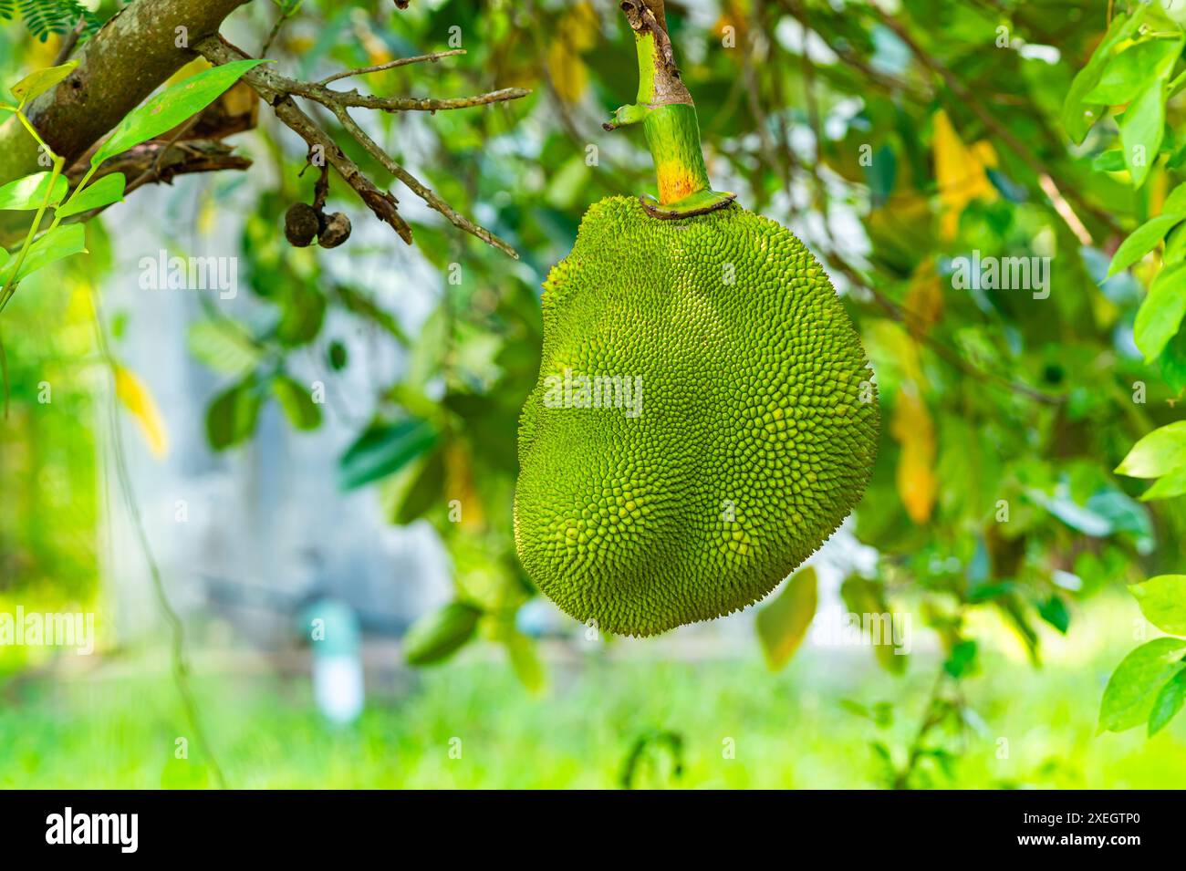 Nahaufnahme der grünen Jackfrucht, die an einem Zweig eines Jackfrucht-Baumes hängt. Stockfoto