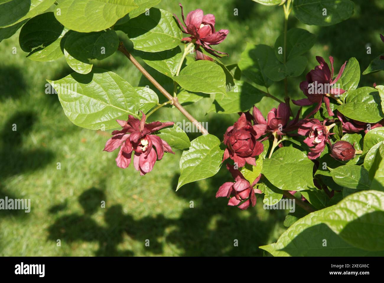 Sinocalycanthus x raustonii Stockfoto