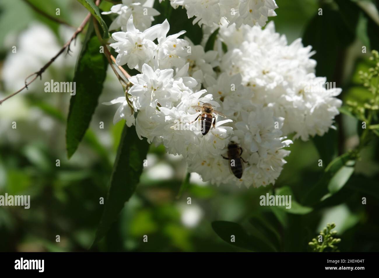 Deutzia, Biene Stockfoto