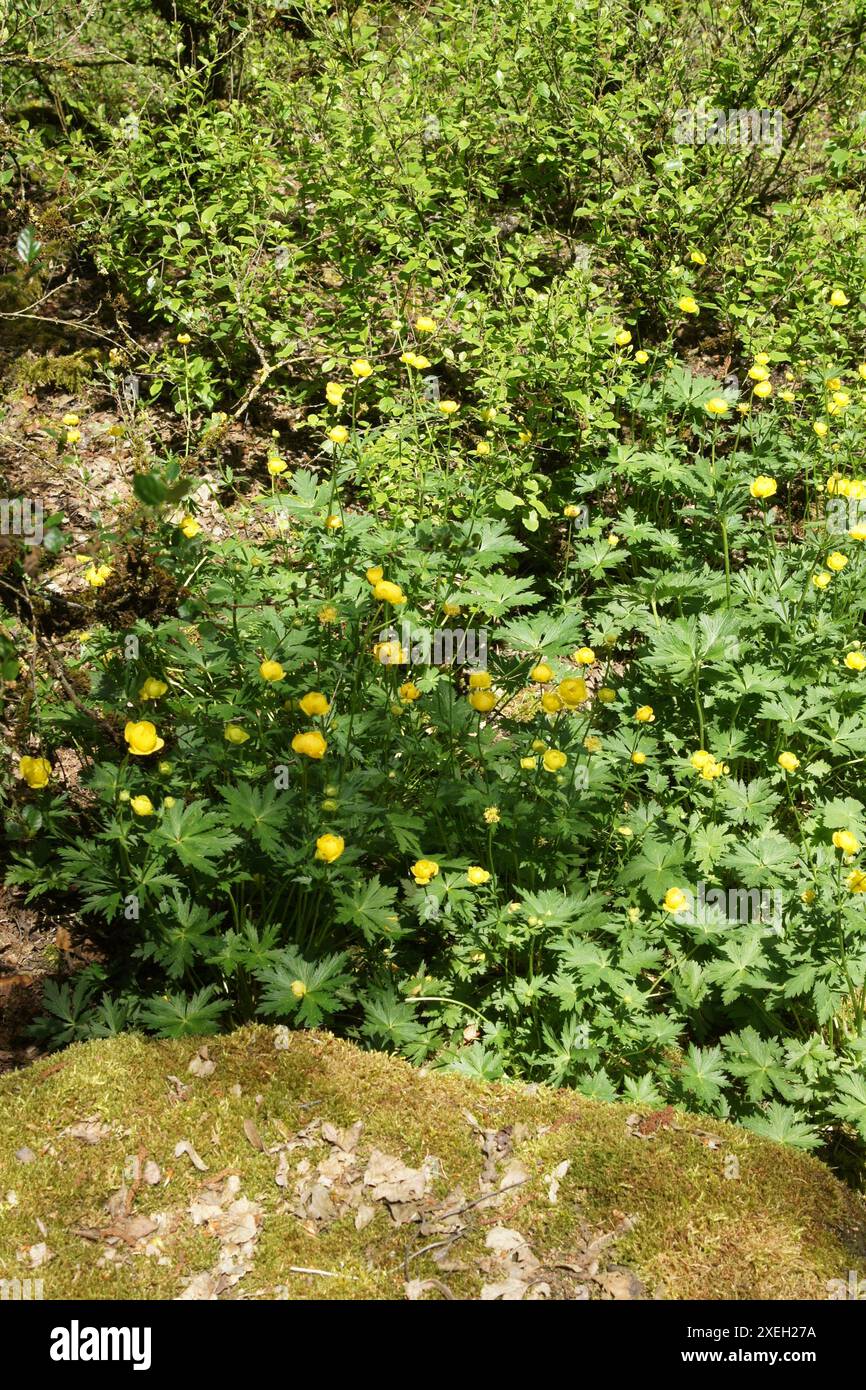 Europaeus Trollblume Stockfoto
