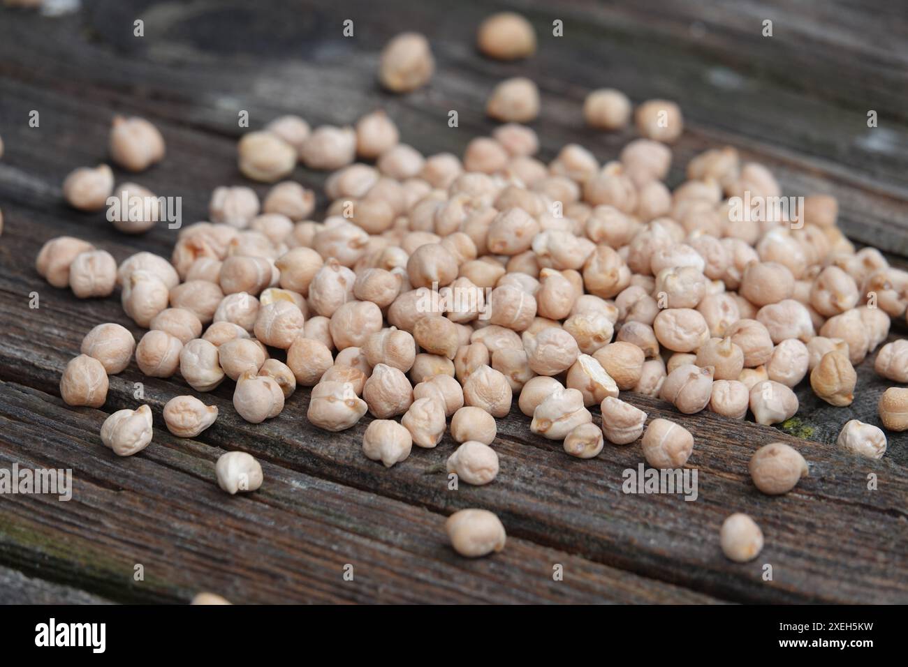 Cicer arietinum, Kichererbsen Stockfoto