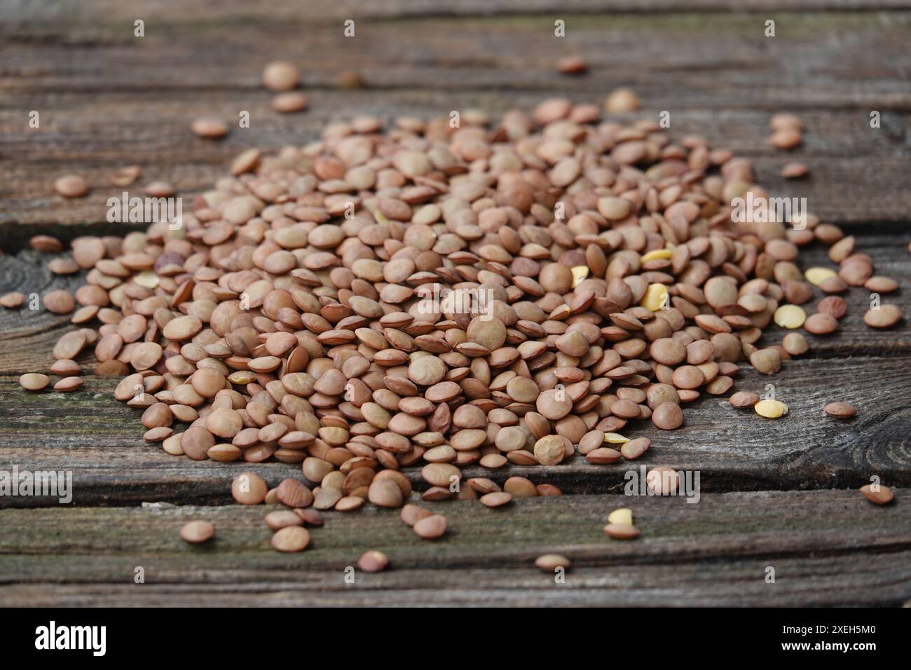 Linse culinaris, Linse culinaris Stockfoto