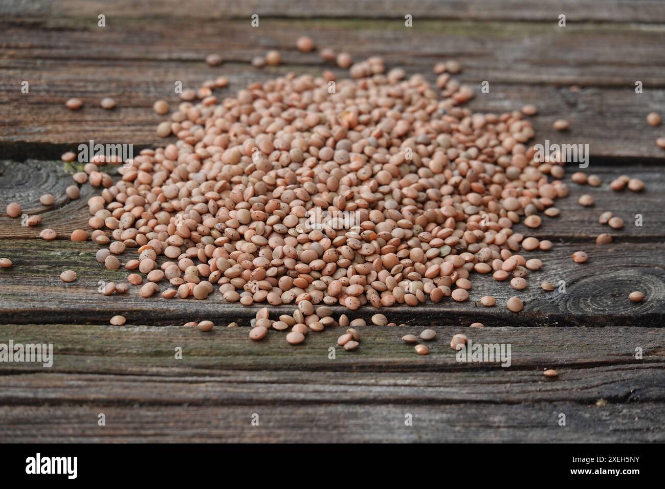 Linse culinaris, Linse culinaris Stockfoto