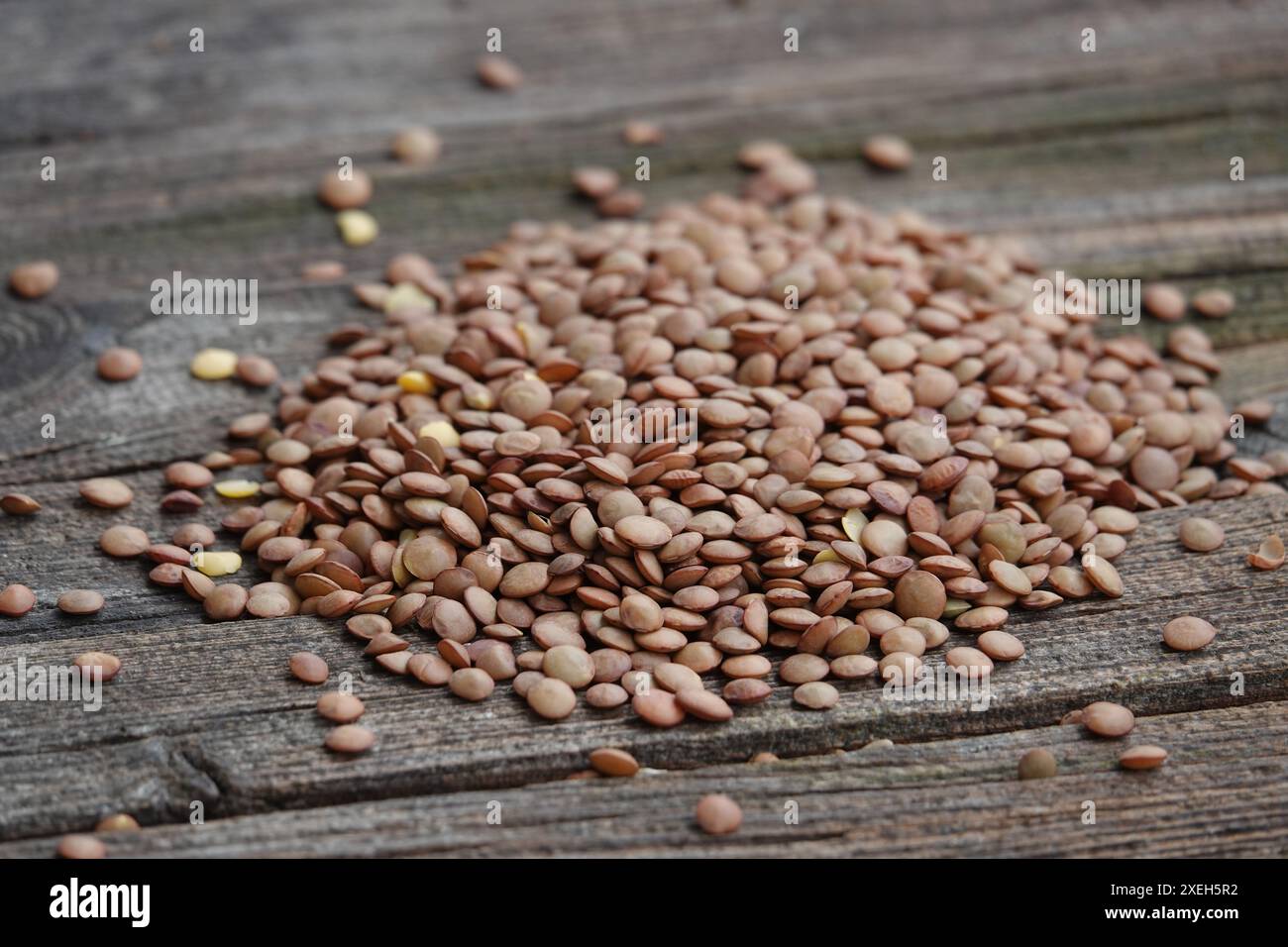 Linse culinaris, Linse culinaris Stockfoto
