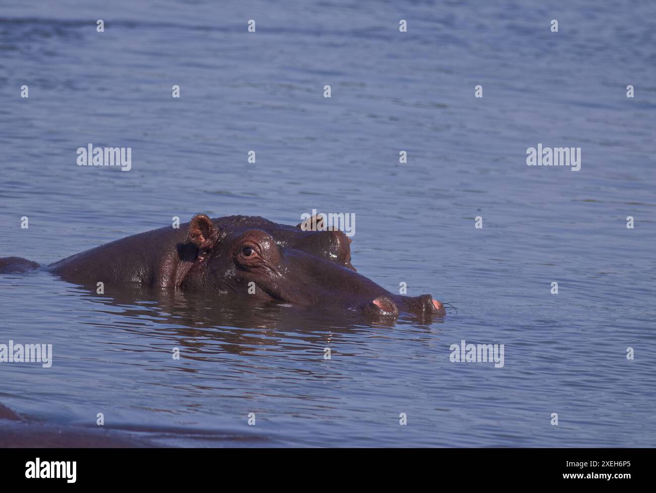 Flusspferde schwimmen und schwimmen im Wasser; Hippopotamus-Stier mit dem Kopf aus dem Wasser; Hippopotamus amphibius aus Lower Sabie, Krüger Park Stockfoto