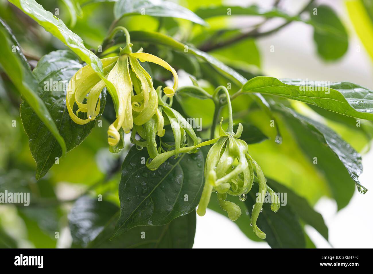 Detaillierte Darstellung der grünen Blume ( Desmos chinensis ) und Blätter mit Tautropfen, die natürliche Schönheit und Frische in einem üppigen Garten hervorheben. Stockfoto