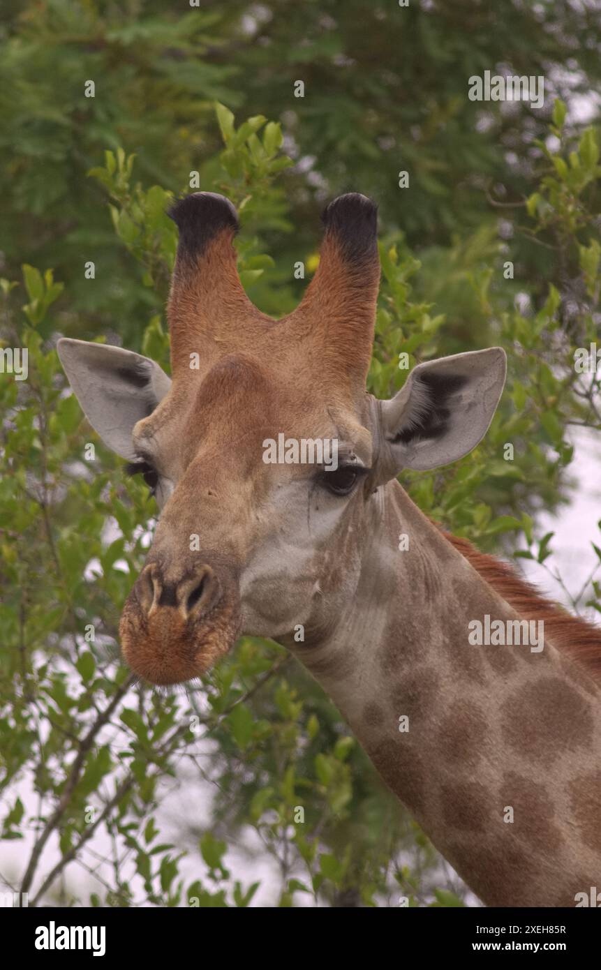 Nahaufnahme eines Giraffen-Kopfes und -Gesichts; südafrikanische Giraffe oder Cape Giraffe Giraffa giraffa aus dem Kruger-Nationalpark, Südafrika Stockfoto