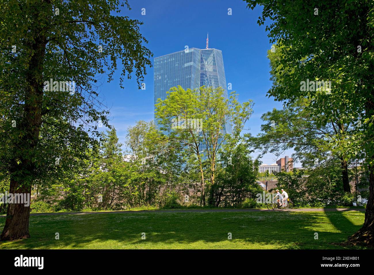 Die Europäische Zentralbank (EZB) hebt sich von einem grünen Park in Frankfurt am Main ab Stockfoto