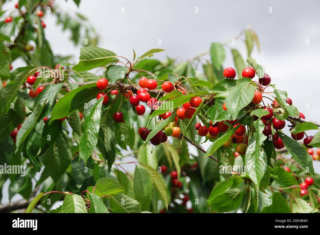 Prunus avium, Vogelkirsche Stockfoto
