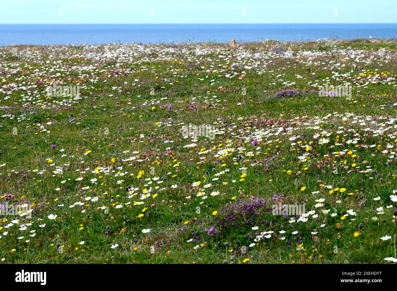 Wildblumen bedecken die Klippe am St. Govans Head Stackpole Wales Stockfoto
