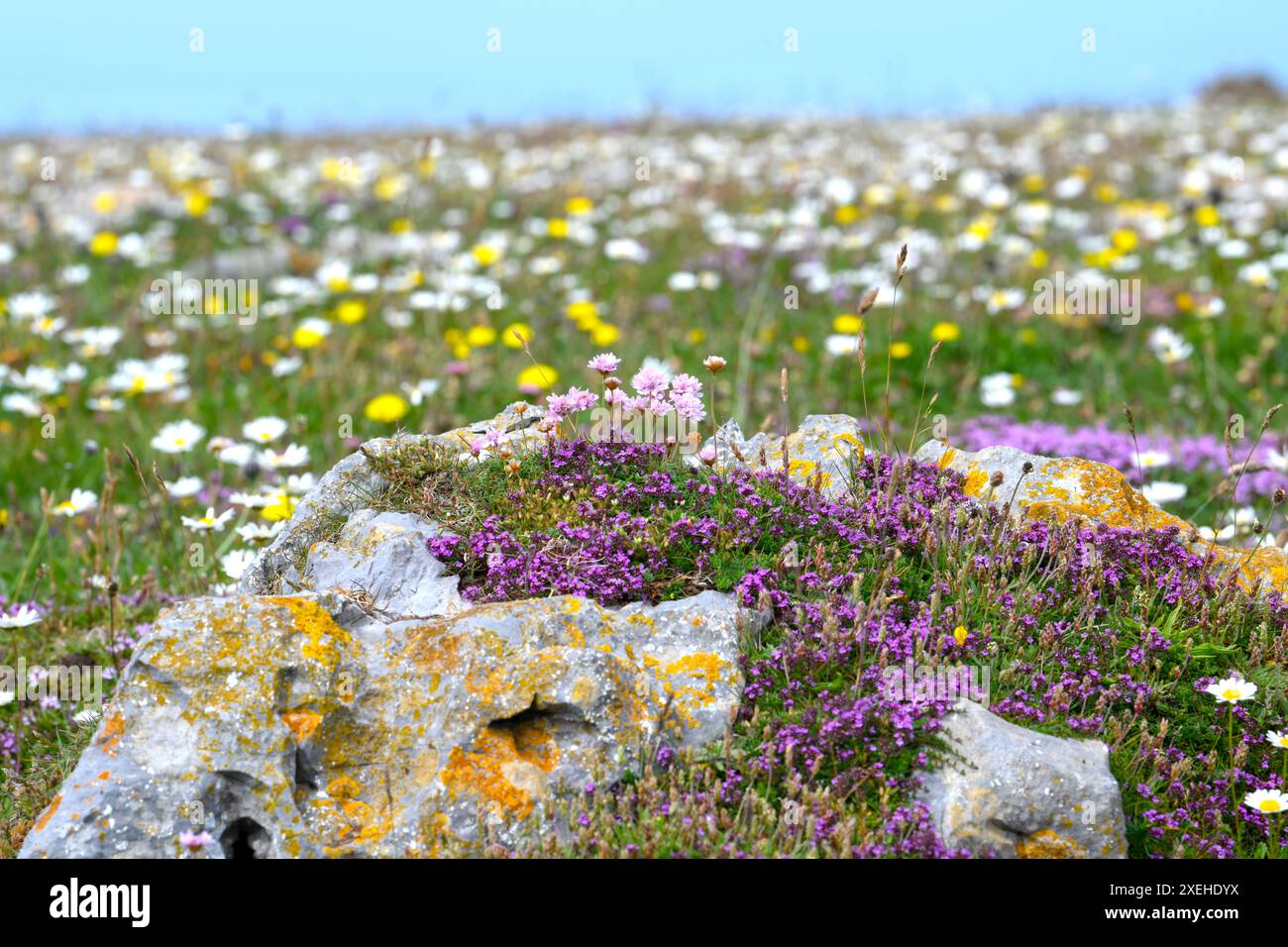 Wildblumen bedecken die Klippe in der Nähe von St. Govans Head Stackpole Wales, wo wilder Thymian und Sparsamkeit in geschützten Gebieten mit Flechten bedeckten Kalksteinen gedeihen. Stockfoto