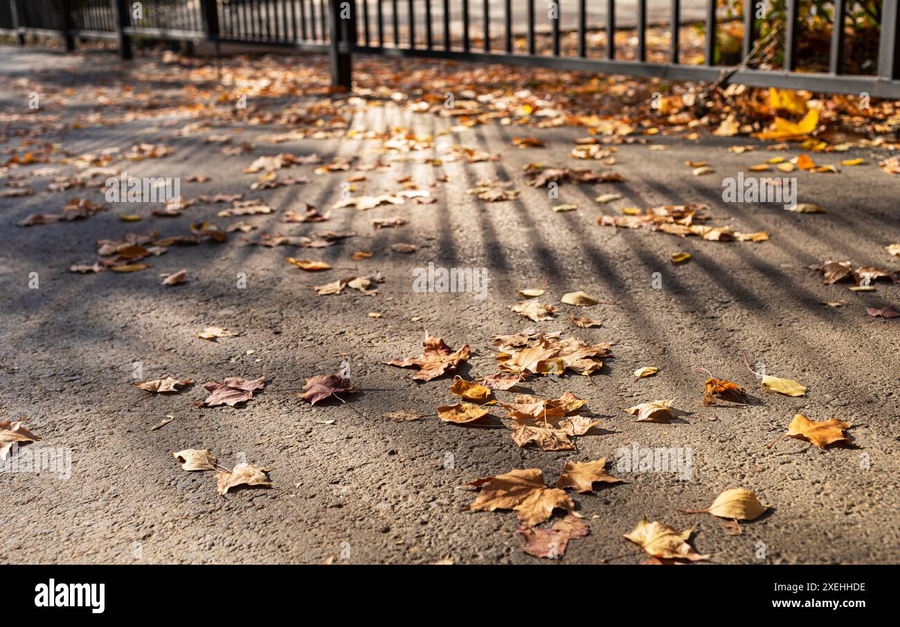 Grauer Asphaltweg mit trockenen, gefallenen Blättern. Streifen aus Licht und Schatten aus metallischem Zaun. Urbanes Bild im Herbst. Zurück zur Schule i Stockfoto