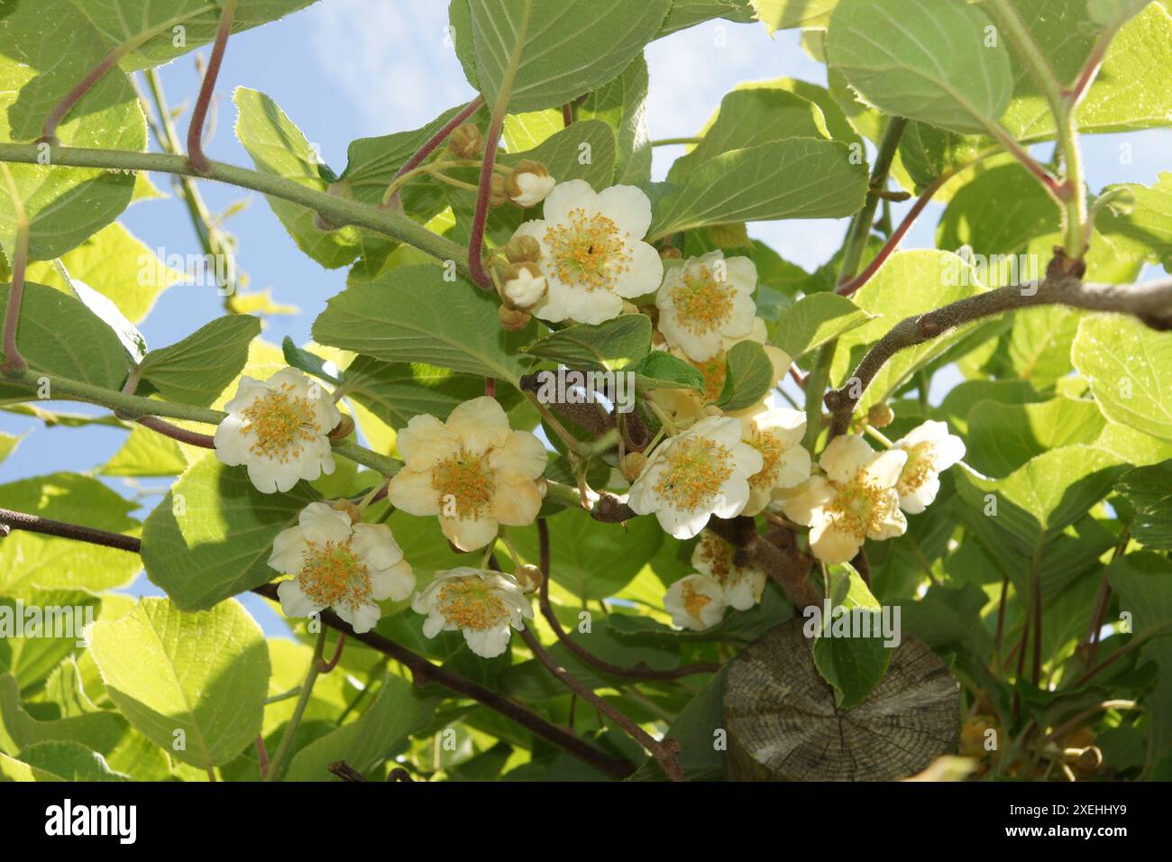 Schnitt Chinensis, Kiwi Stockfoto