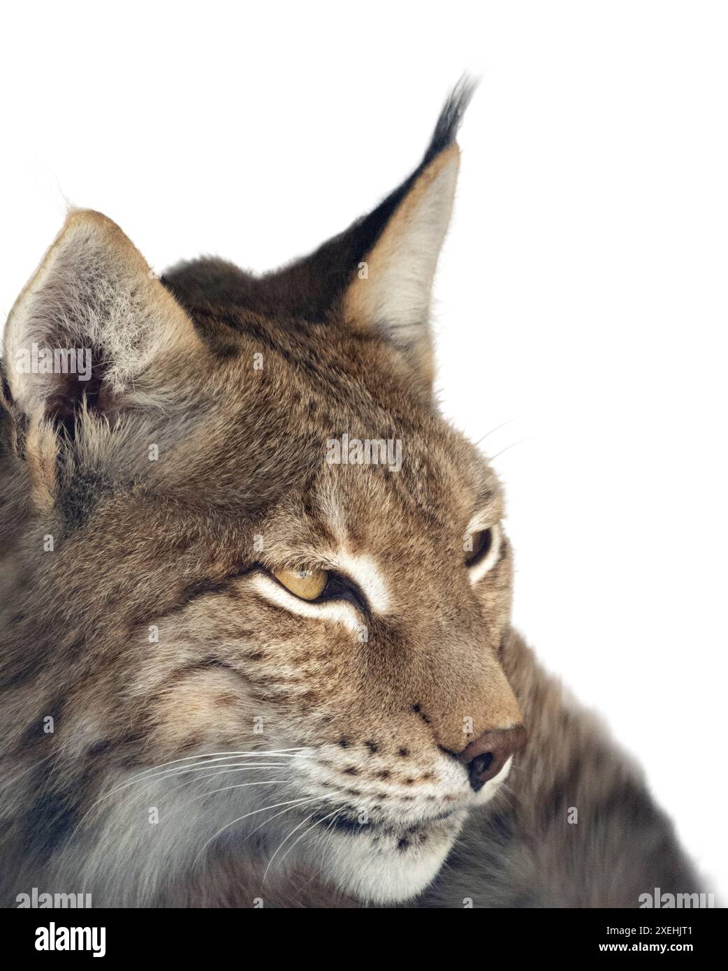 Eurasischer Lynx vorne isoliert auf weißem Hintergrund Stockfoto