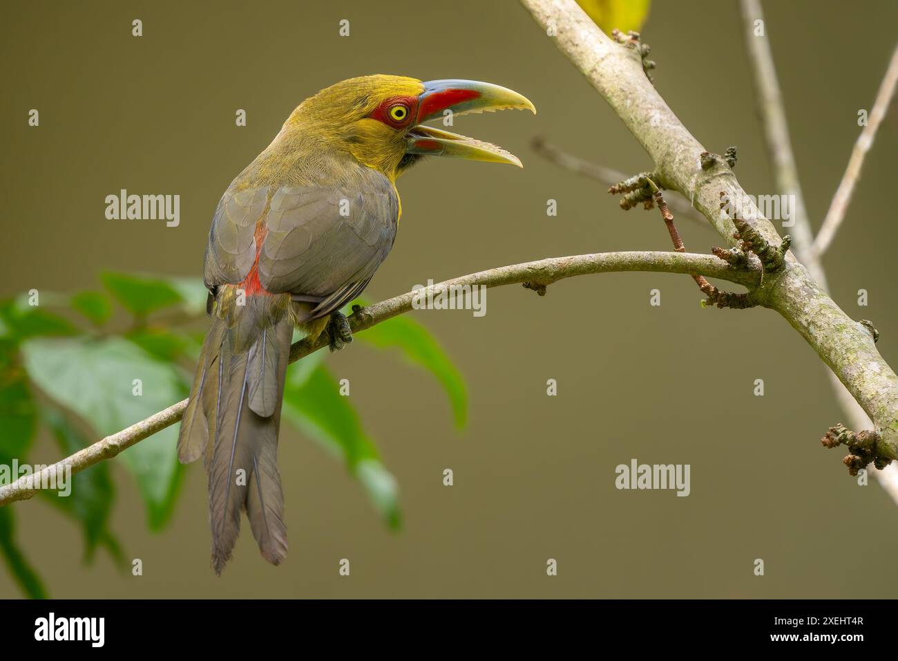 Safran Toucanet - Pteroglossus bailloni, schöner farbiger Vogel aus den Atlantikwäldern Südamerikas, Brasilien. Stockfoto