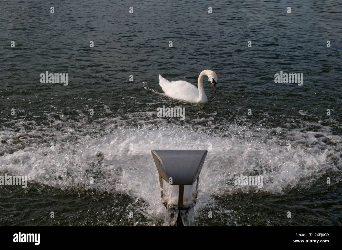 White Swan genießt im Sommer den Wasserstrahl im Round Pond in Kensington Palace, London Stockfoto