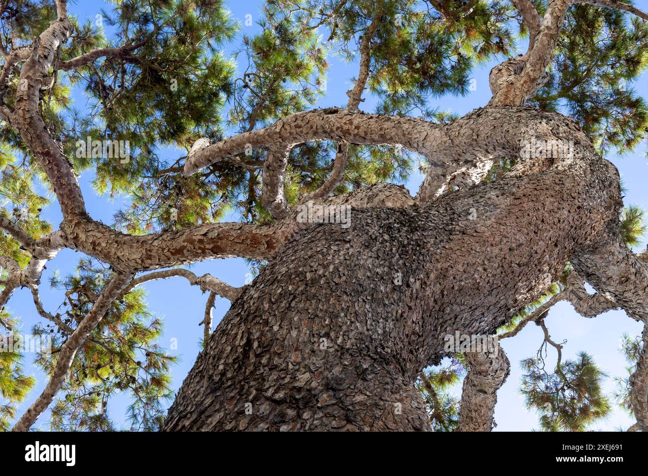 Maritime Kiefer, Pine Walk, Puerto Pollensa, Port de Pollenca, Mallorca, Mallorca, Balearen, Spanien Stockfoto