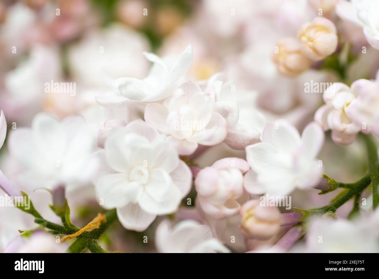 Weißer gelber Fliederblüten-Makrohintergrund Stockfoto