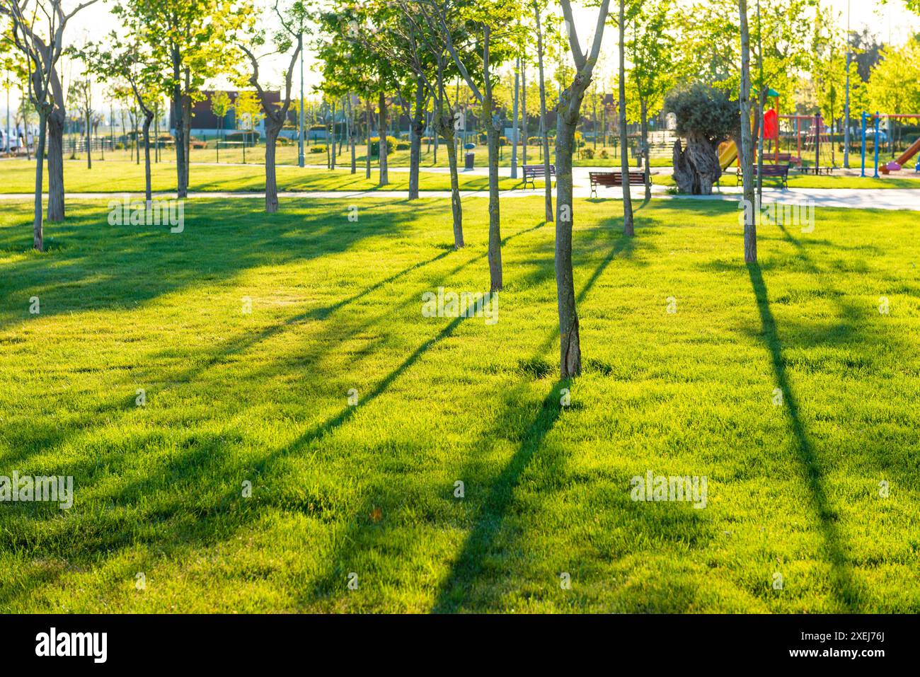 Grüner Park bei Sonnenuntergang mit grünen Bäumen Stockfoto