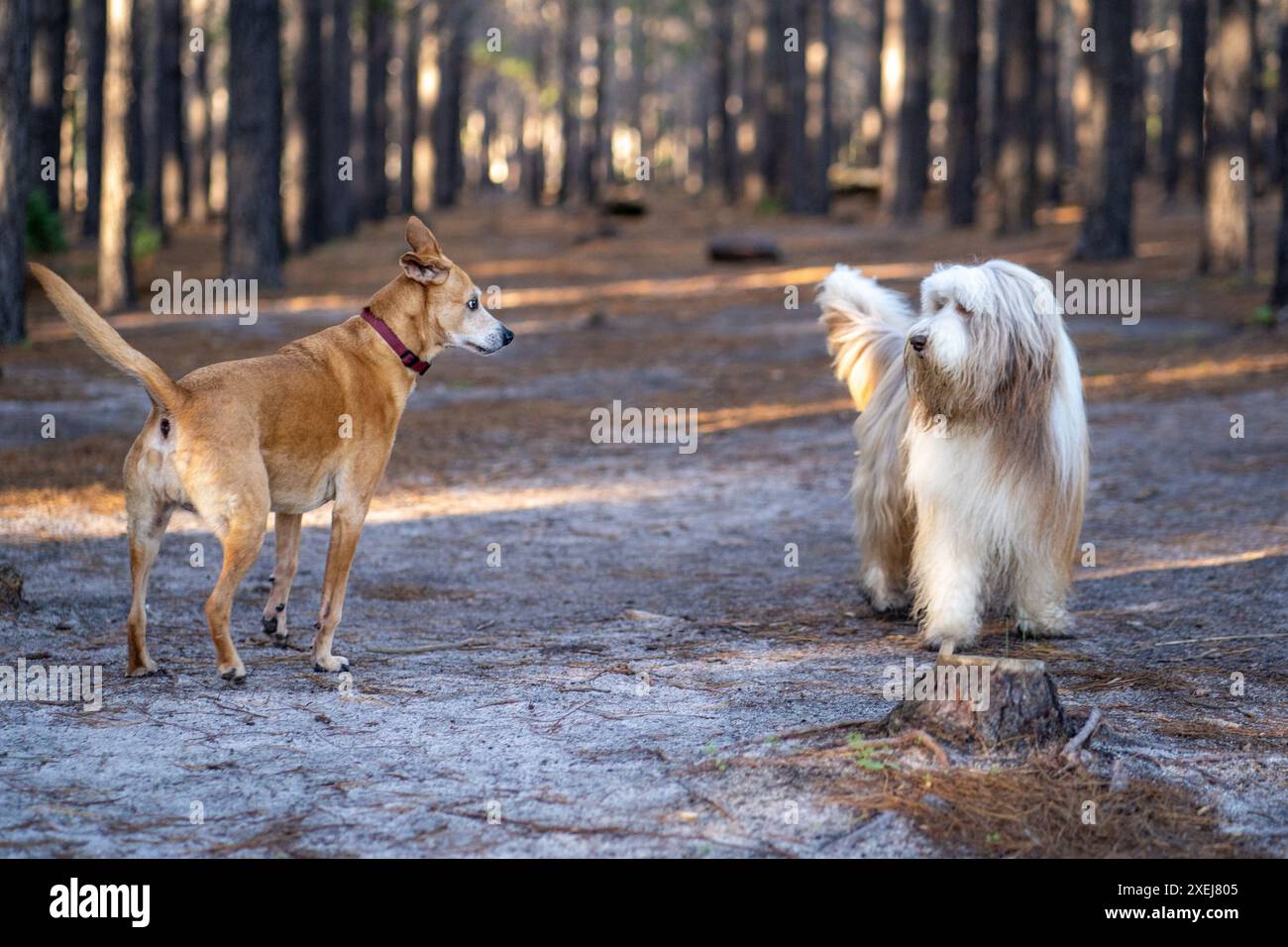Zwei Hunde interagieren in einem Wald mit Sonnenlicht, das durch die Bäume filtert Stockfoto