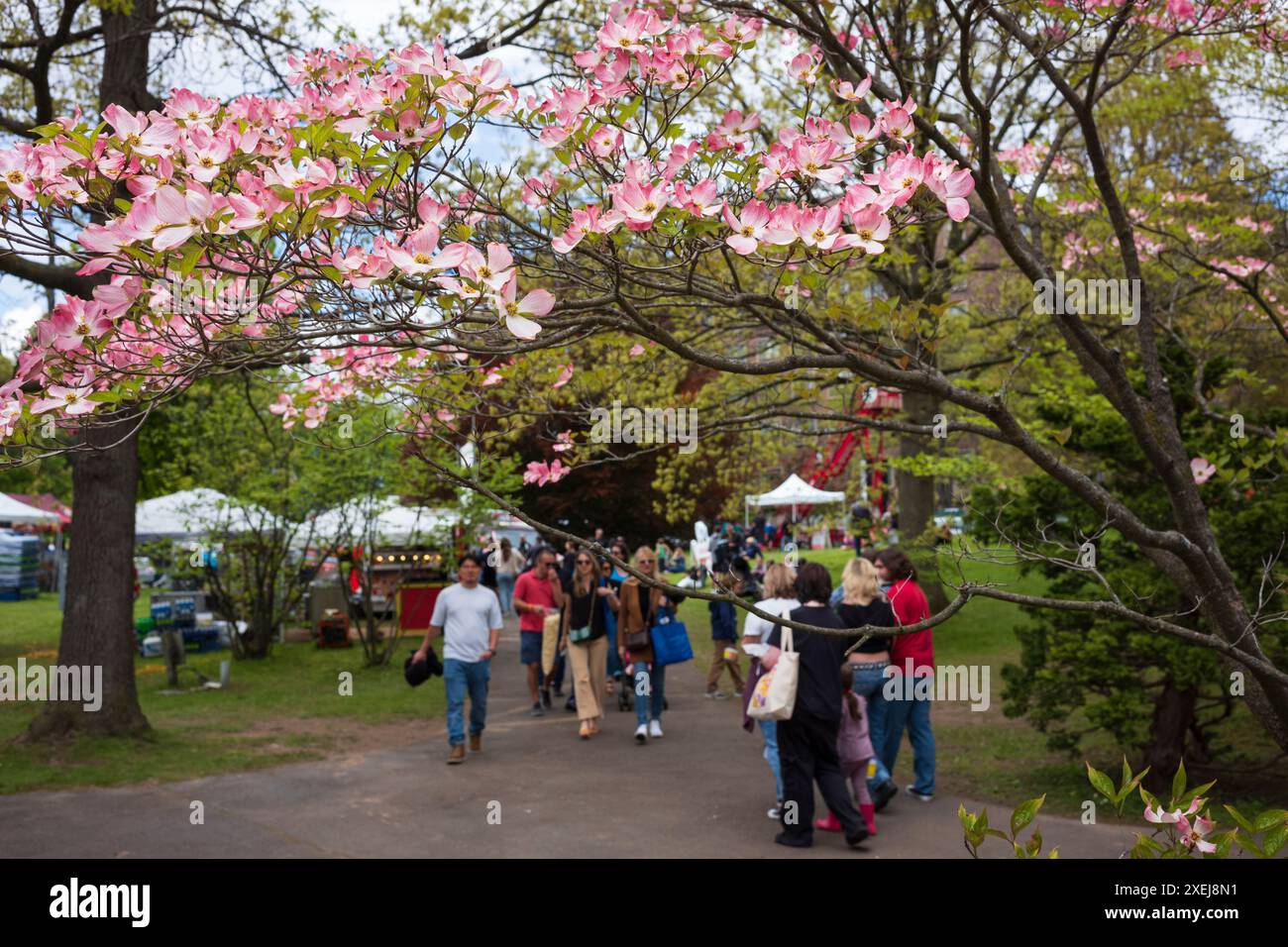 Rochester, NY, USA - 12. Mai 2024: Das Rochester Lilac Festival ist das größte kostenlose Festival, bei dem Besucher shoppen, Live-Musik hören, essen und erkunden können Stockfoto