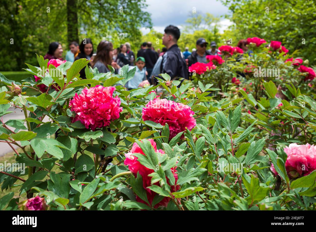Rochester, NY, USA - 12. Mai 2024: Das Rochester Lilac Festival ist das größte kostenlose Festival, bei dem Besucher shoppen, Live-Musik hören, essen und erkunden können Stockfoto