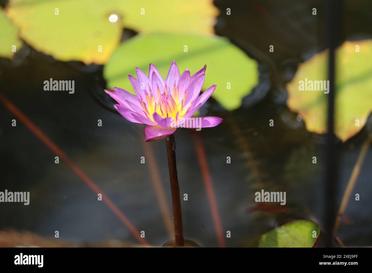 Wunderschöne nymphaea Wasserblume mit grünen Blättern im Wasser Stockfoto