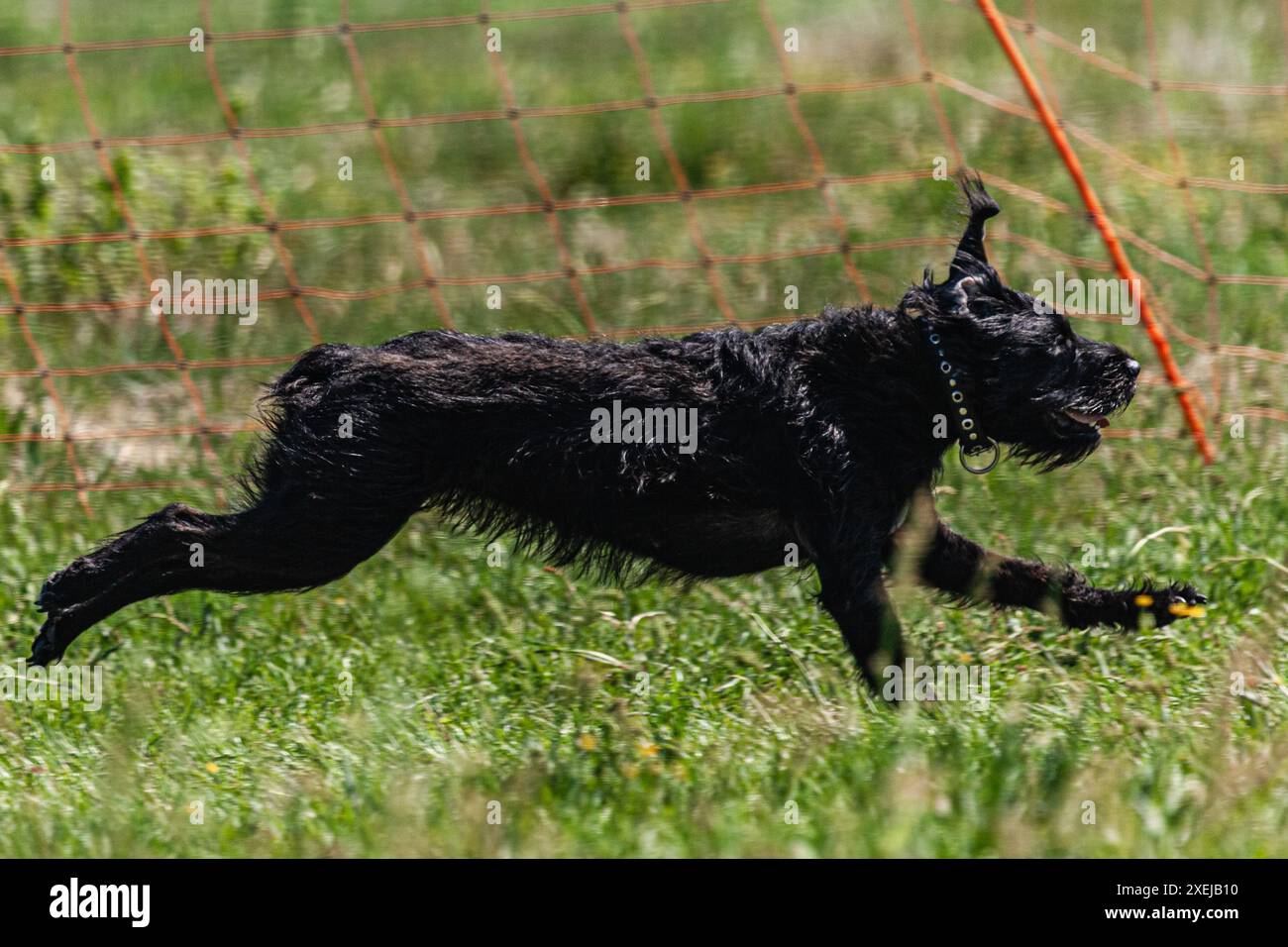 Ein schwarzer Hund, der über die Wiese läuft, um den Wettkampf zu locken Stockfoto