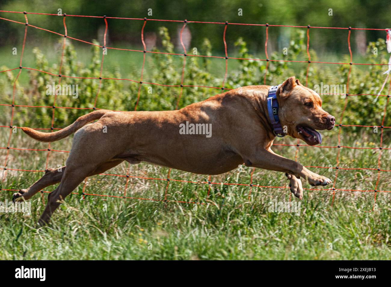 Pit Bull hob sich während des Wettkampfs vom Boden ab Stockfoto