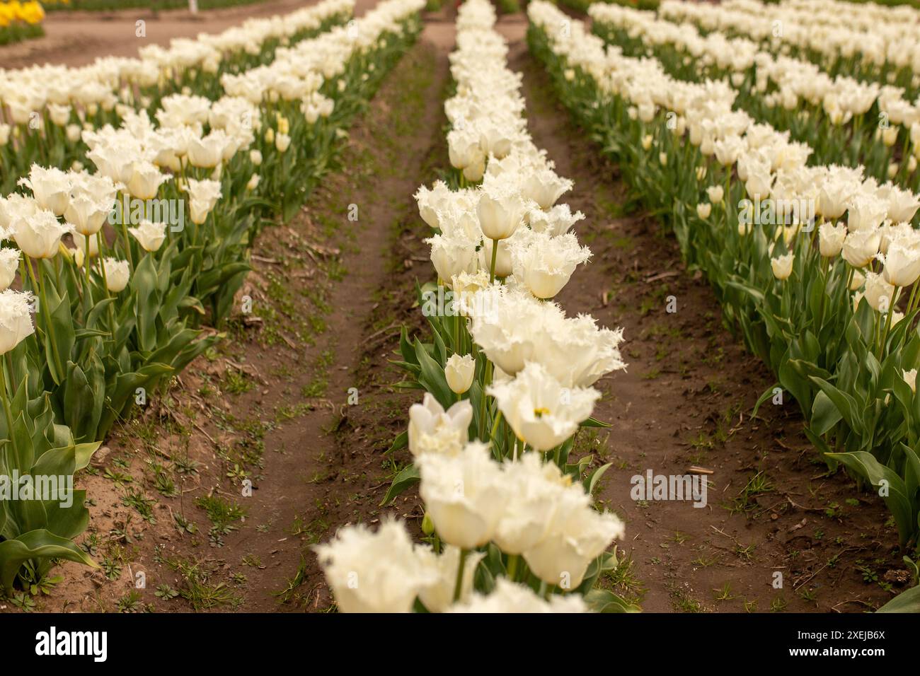 Weiße Tulpen mit Rüschen, zarte Schönheit in der Schlange Stockfoto