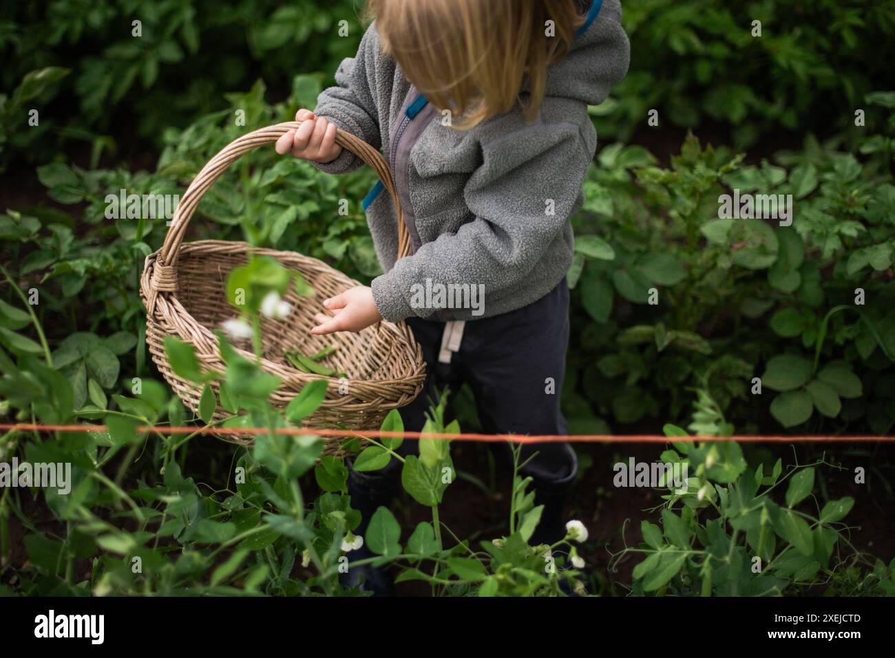 Junge, der Erbsen im Garten erntet und einen Korb hält Stockfoto