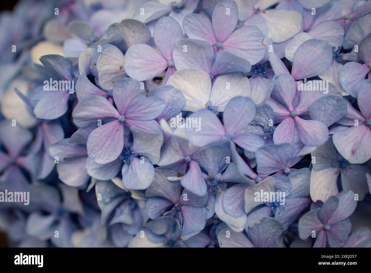 Aus nächster Nähe mit der Purpuren Hortensie Stockfoto