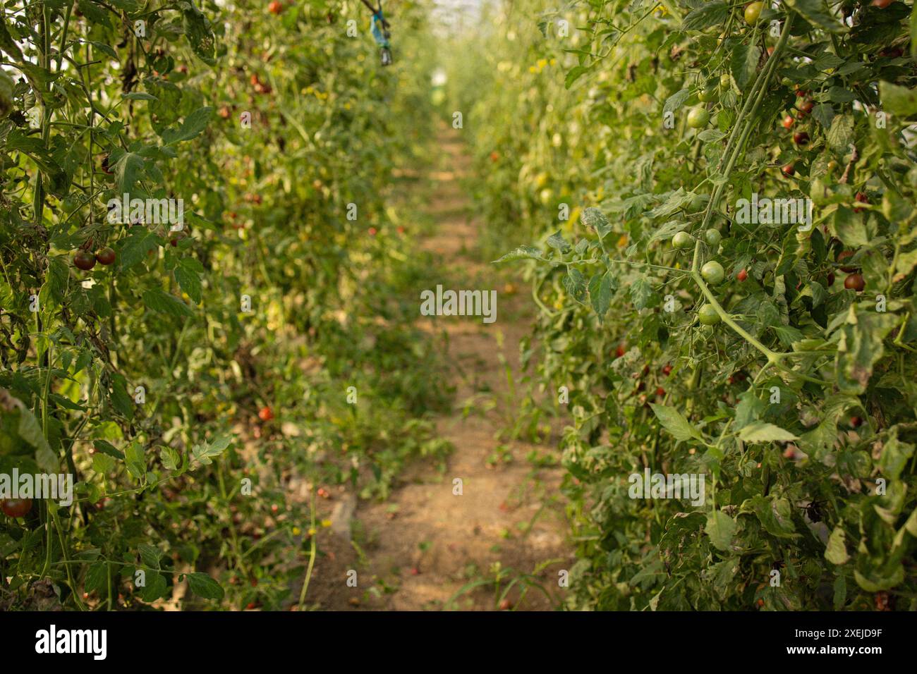 Ein Gewächshaus mit Gemüse wächst Stockfoto