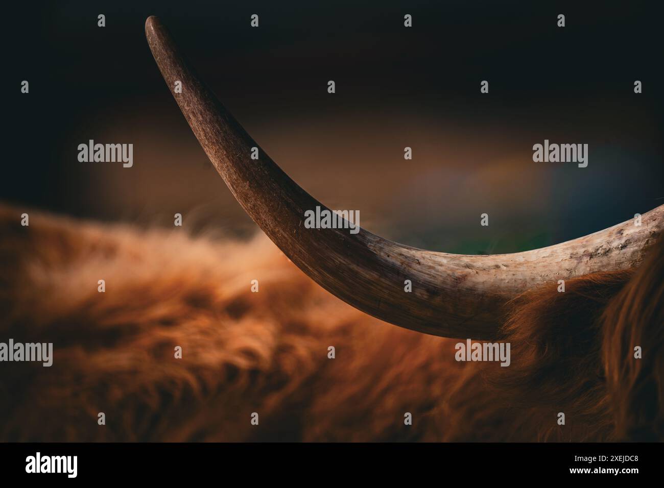 Nahaufnahme eines schottischen Hochland-Bullenhorns Stockfoto