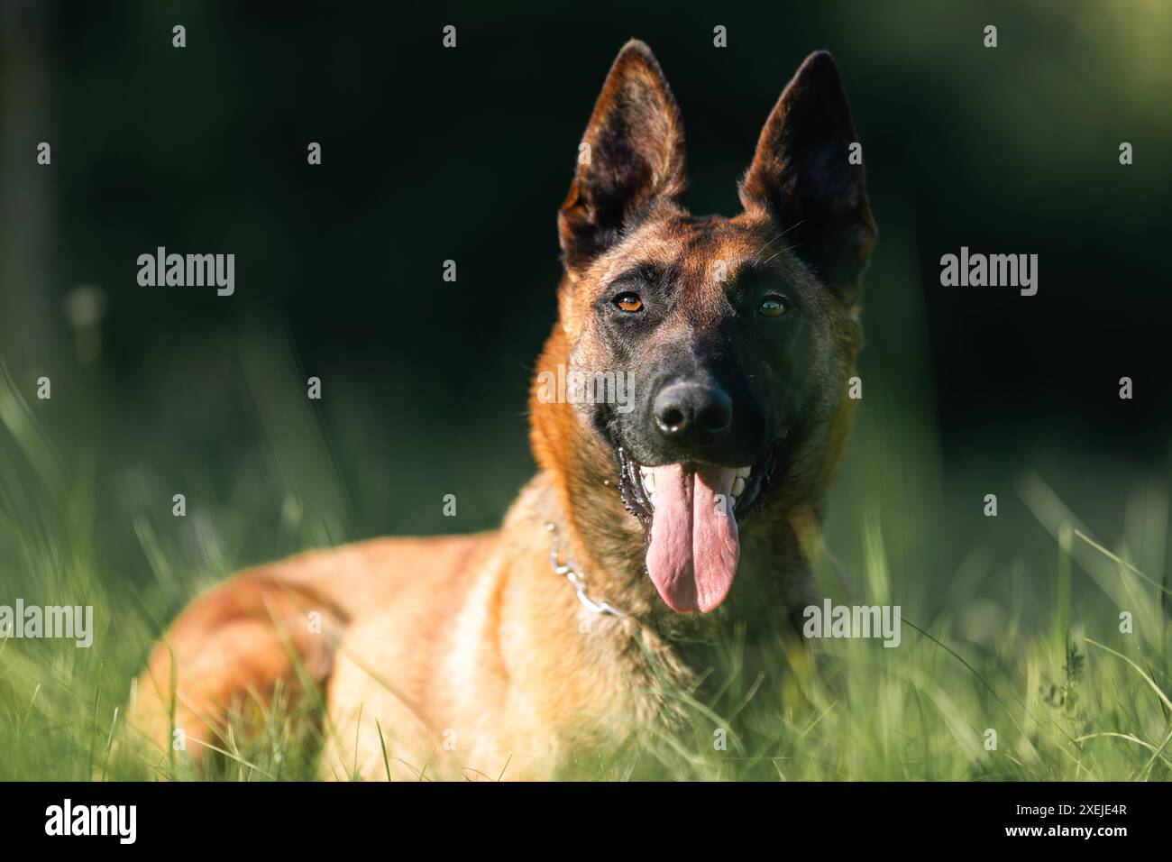 Porträt des belgischen Schäferhunds Malinois. Niedlicher Hund, der im Gras liegt an sonnigen Sommertagen. Stockfoto