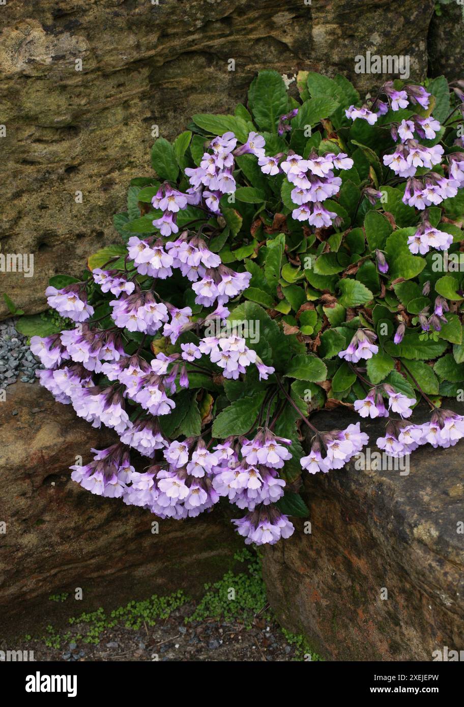 Orpheus Blume oder Auferstehungspflanze, Rhodope Haberlea, Haberlea rhodopensis, syn. Haberlea ferdinandi-coburgii, Gesneriaceae. Bulgarien, Griechenland. Stockfoto