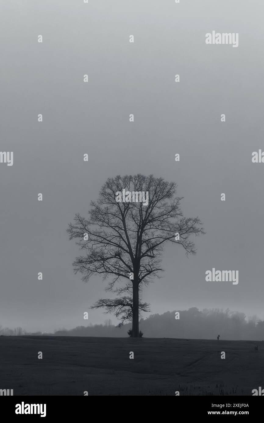 Dramatische schwarz-weiße Eiche mit Hirschen auf leerem Feld Stockfoto