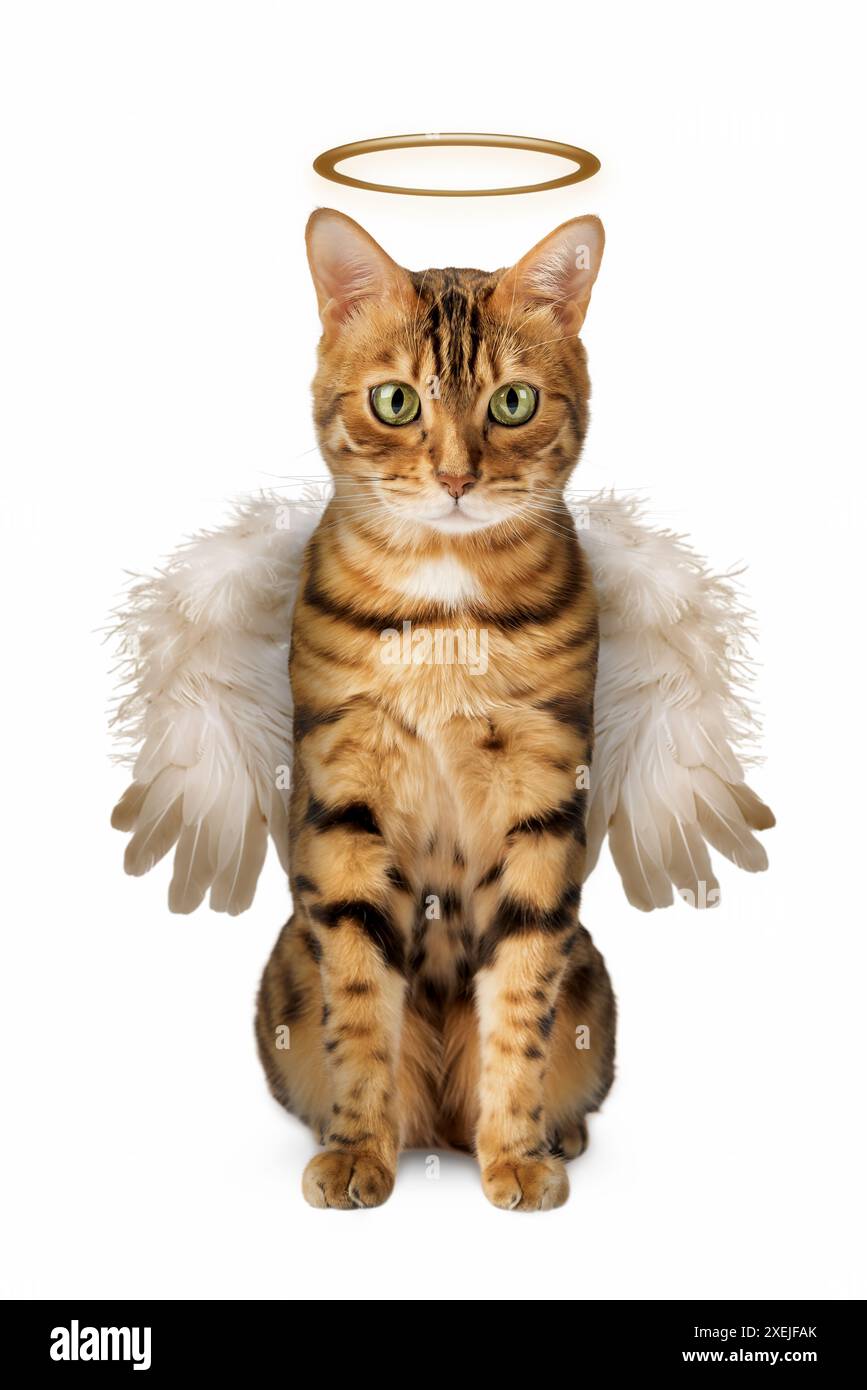 Eine süße bengalische Katze mit Flügeln und einem Halo Stockfoto