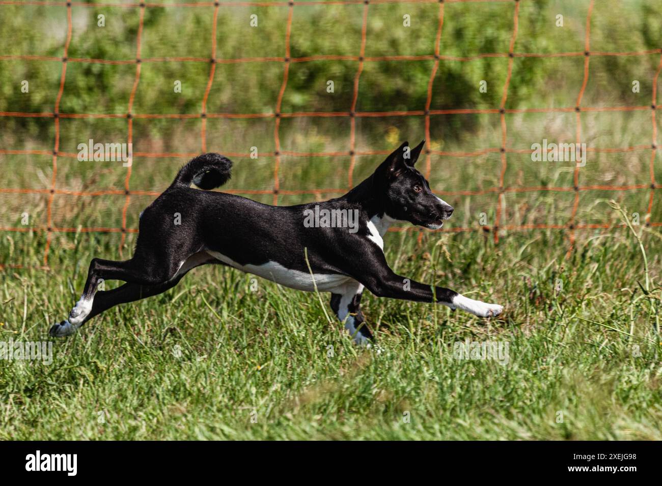 Basenji-Welpe, schwarz-weiß, das erste Mal im Feld auf dem Wettkampf läuft Stockfoto