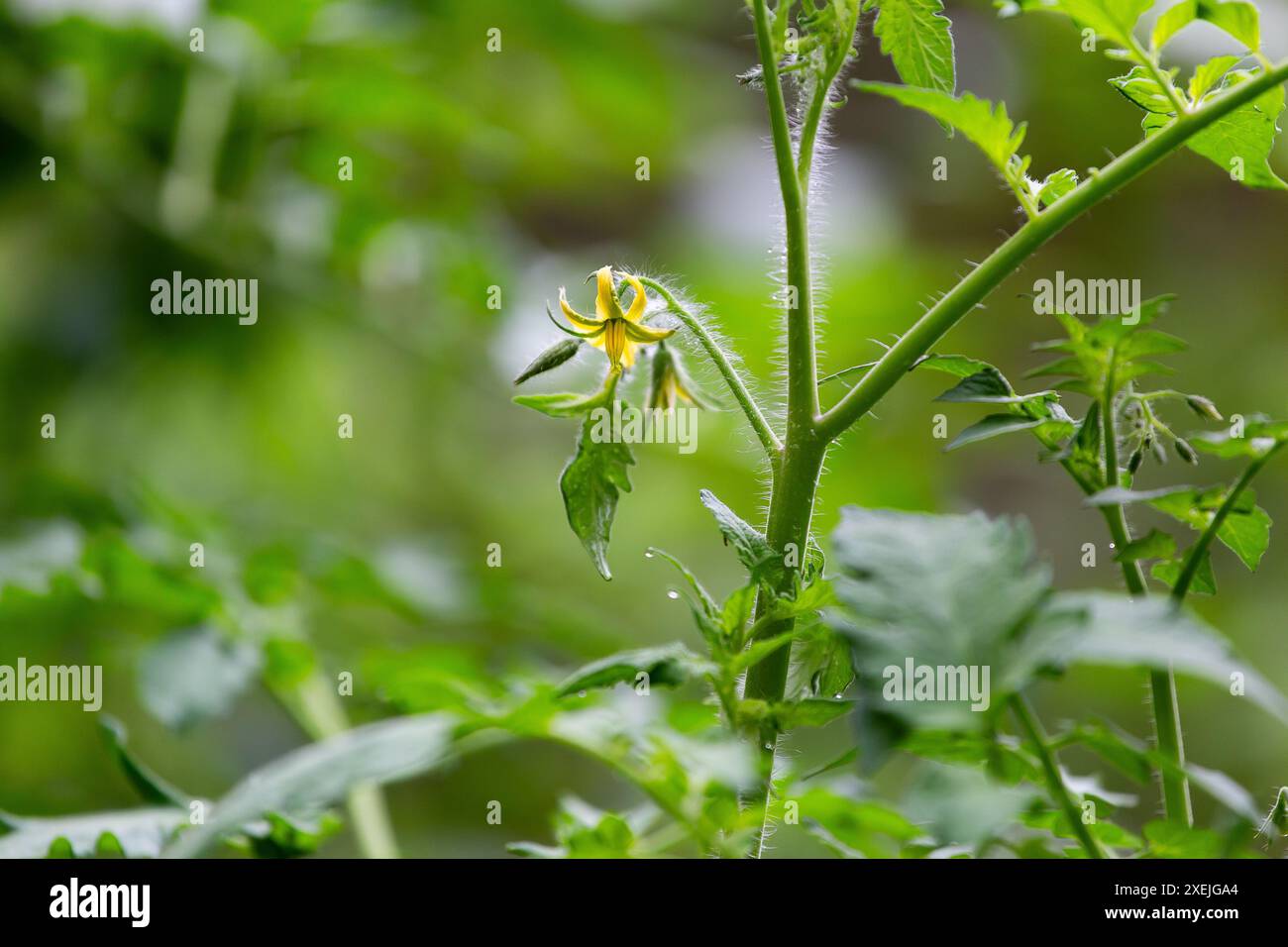 Blühende Tomate auf Weinrebe im heimischen Garten Stockfoto