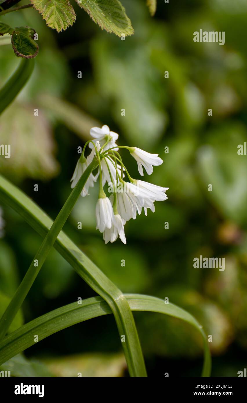 Schöne wilde weiße Blauglockenblüten auf dem grünen Hintergrund Stockfoto