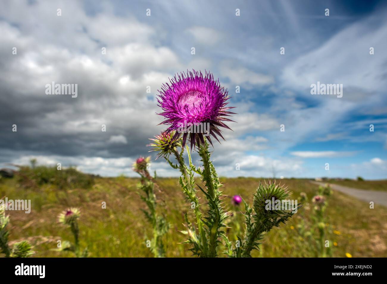 Thorpeness, 19. Juni 2024: Eine Distel am Strand Stockfoto