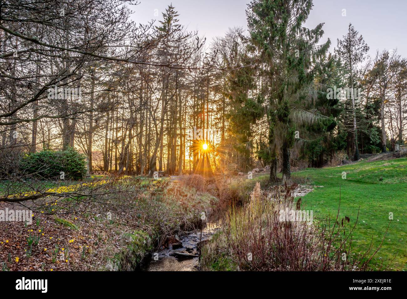 Die Sonne scheint an einem kalten Frühlingsmorgen durch die Bäume Stockfoto