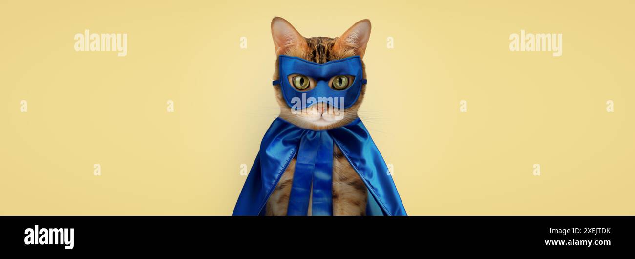 Bengalische Katze auf weißem Hintergrund, flauschig orange, schwarz gestreift, Haustier, große schöne Katze Stockfoto