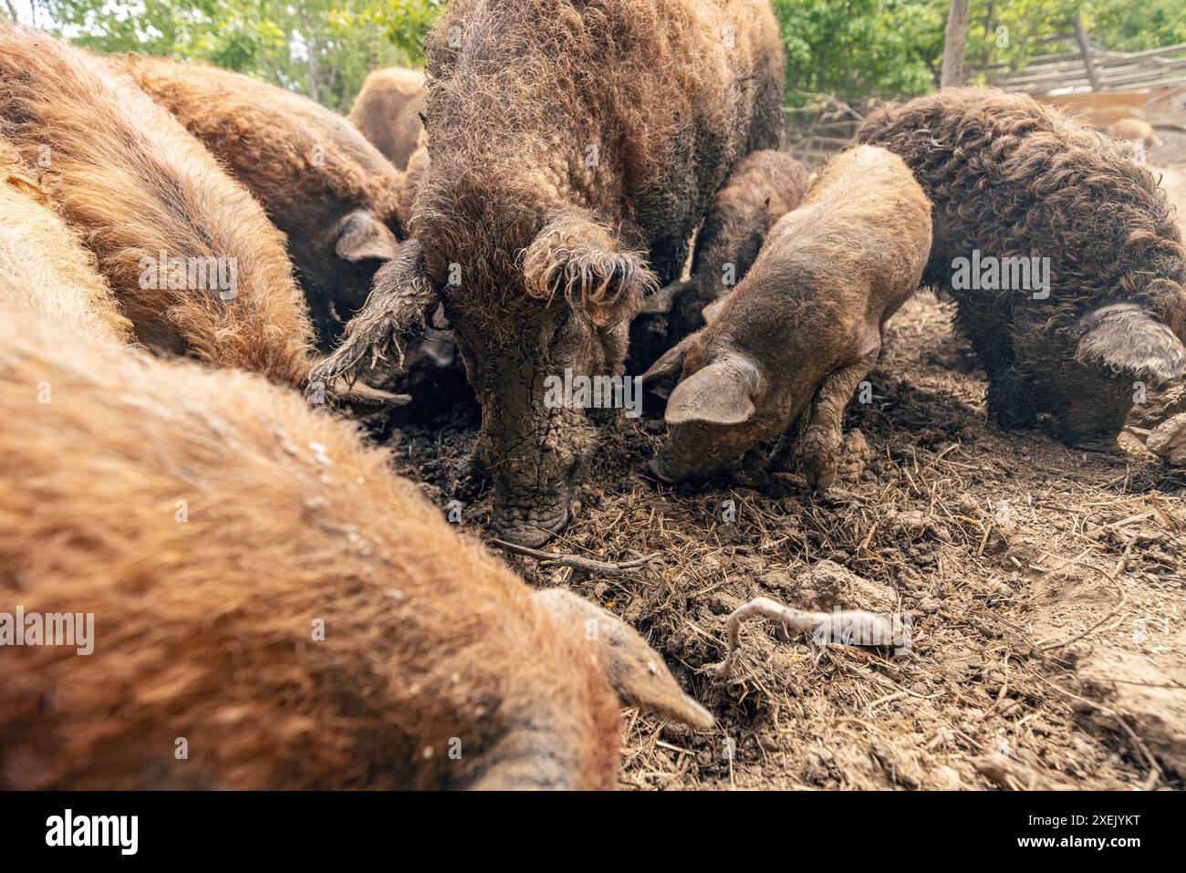 Herde von Mangalica-Schweinen, die ihre Zeit auf einem Bauernhof genießen Stockfoto
