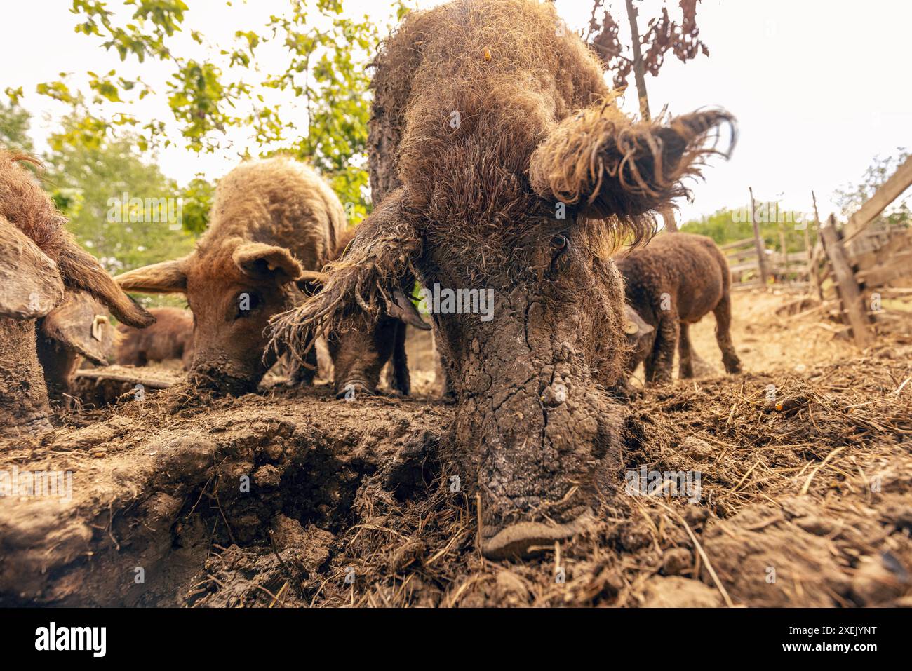 Mangalica-Schweine, die im Schlamm auf dem Bauernhof auf der Suche sind, Nahaufnahme Stockfoto