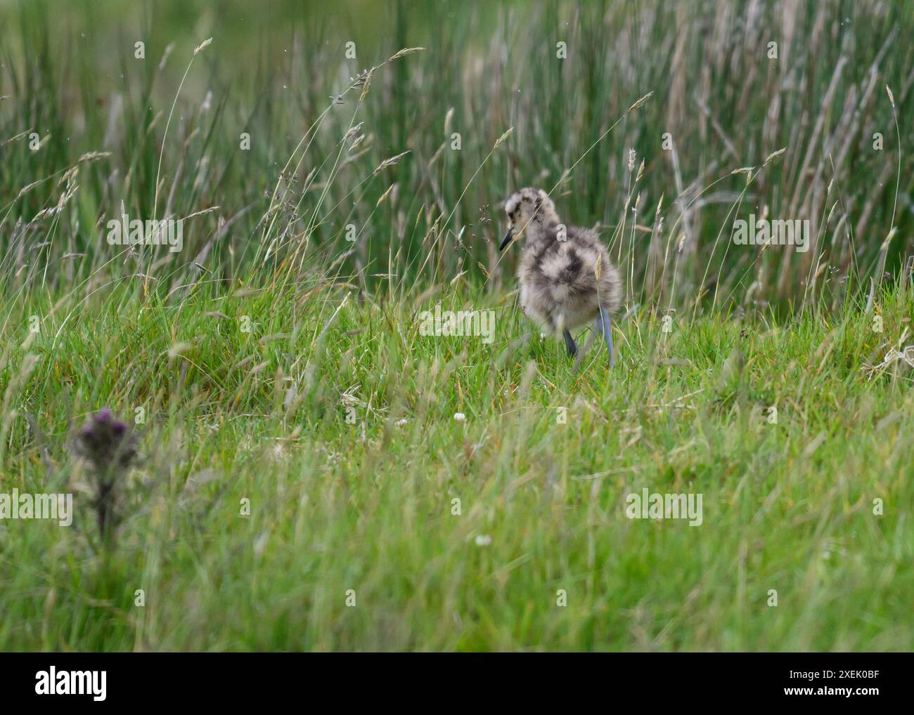 Curlew (Numenius arquata), Küken im Lomg Gras, Südnistling, Shetland Stockfoto